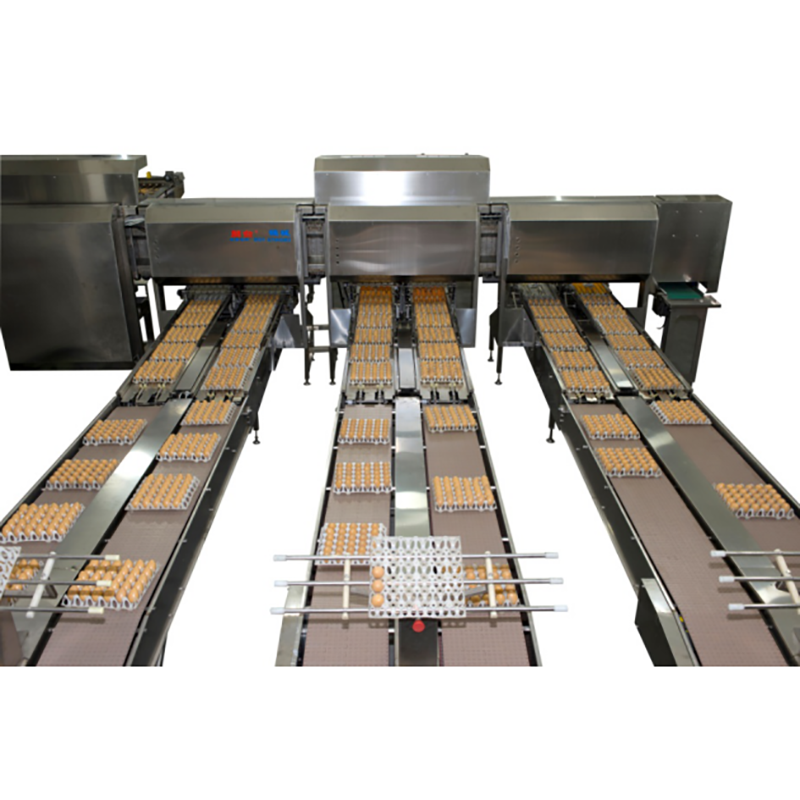 Egg sorting and packing Machine