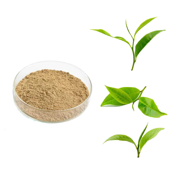 Green Tea Extract