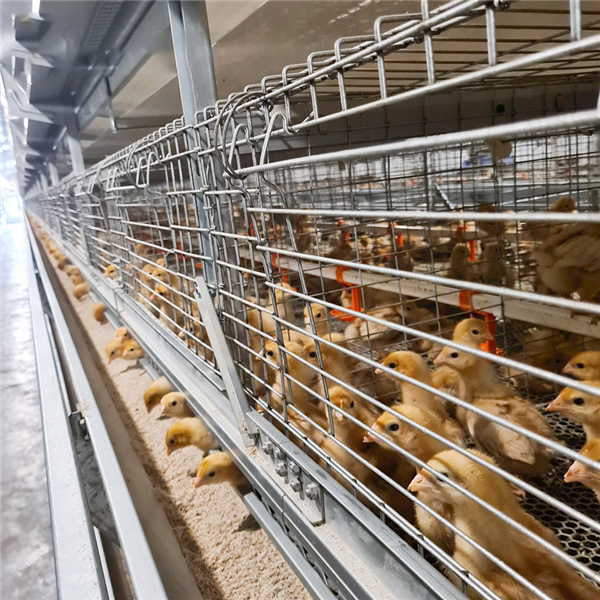 Automatic H Type Poultry Farm Pullet Chicken Cage