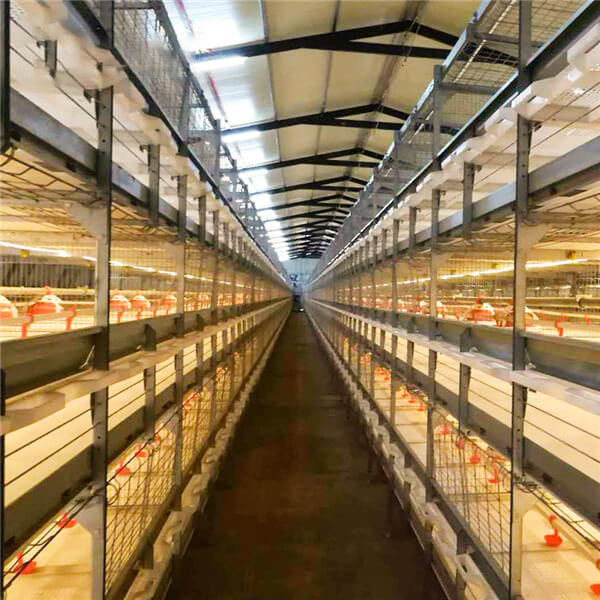 Automatic H Type Poultry Farm Broiler Chicken Cage